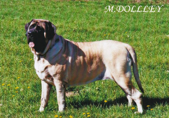 Faye de la grande Alzine